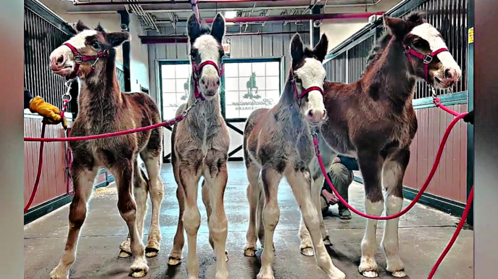 4 Newborn Baby Clydesdales Join The Budweiser Family